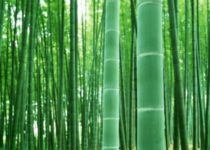 “以竹代塑”產(chǎn)業(yè)體系將初步建立，紙塑產(chǎn)業(yè)迎來哪些發(fā)展？插圖3